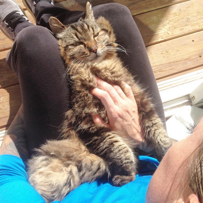 vieux chat