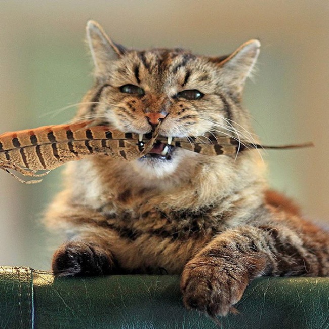 vieux chat