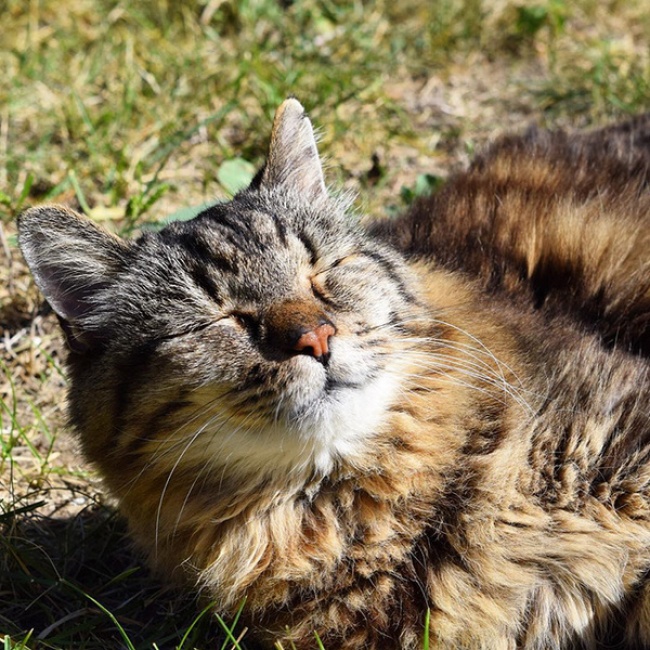 vieux chat