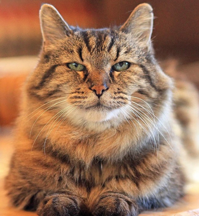 vieux chat
