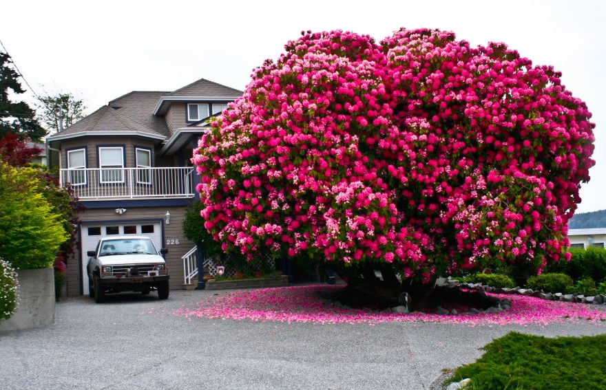 7530260-R3L8T8D-880-amazing-trees-7 arbres